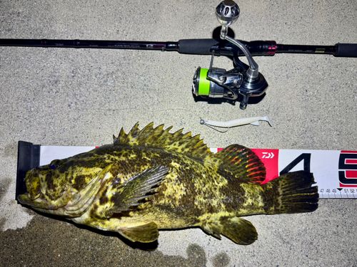 ベッコウゾイの釣果