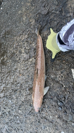 エソの釣果