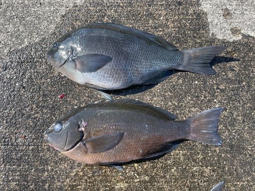 グレの釣果