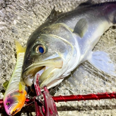 スズキの釣果