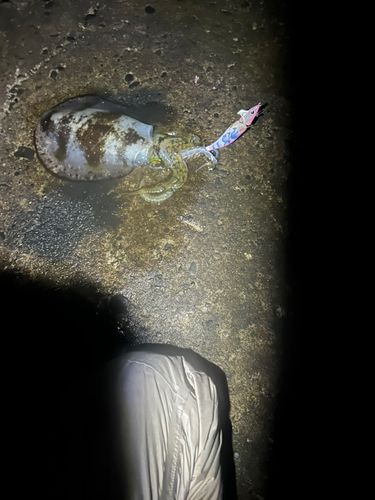 東京湾（富津〜金谷）