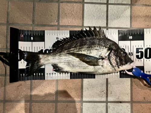 東京湾（アクアライン以北）