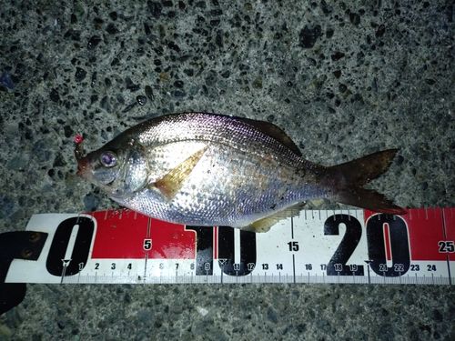 ウミタナゴの釣果
