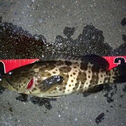 チャイロマルハタ