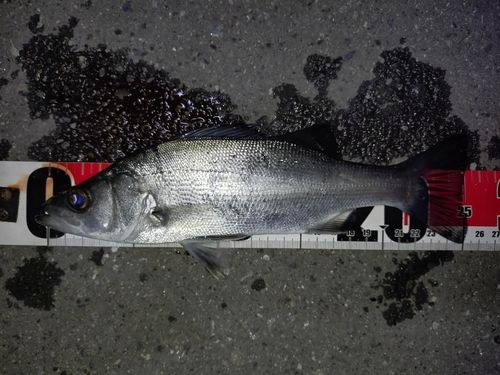 セイゴ（ヒラスズキ）の釣果