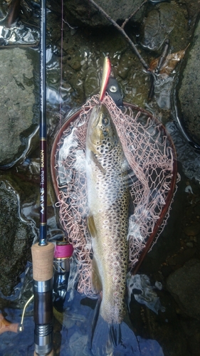 ブラウントラウトの釣果