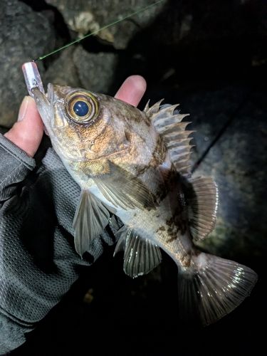 シロメバルの釣果