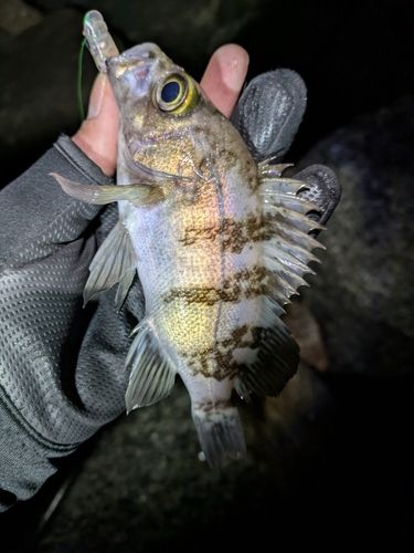 シロメバルの釣果