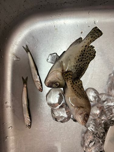 若洲海浜公園海釣り施設