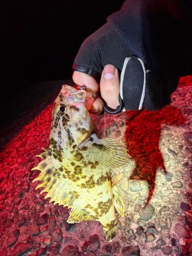 タケノコメバルの釣果