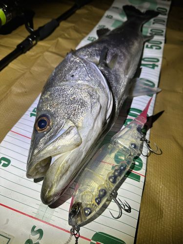 シーバスの釣果