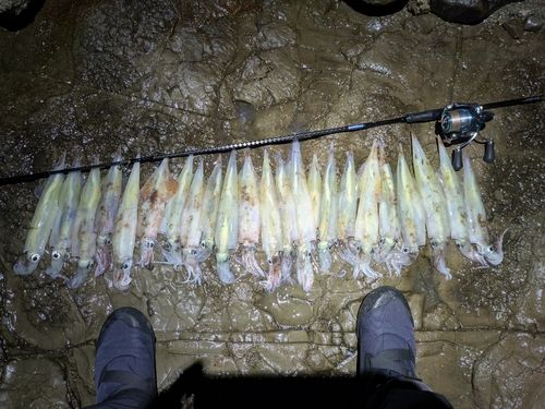 ヤリイカの釣果