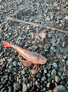 ホウボウの釣果