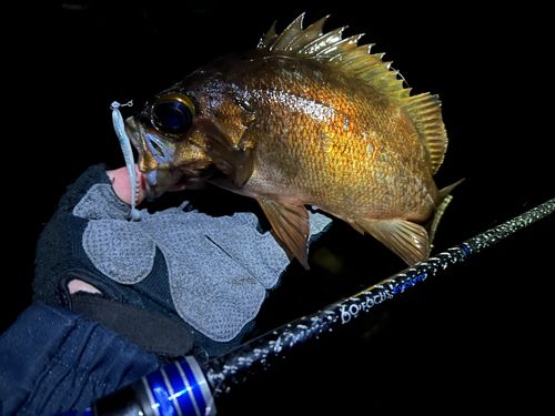 メバルの釣果