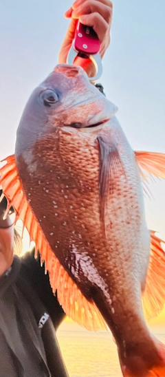マダイの釣果