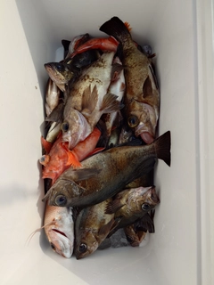 メバルの釣果