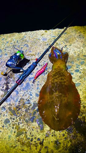 アオリイカの釣果