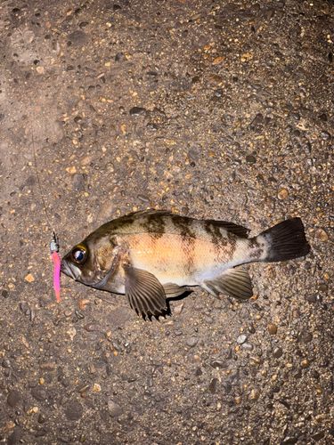 メバルの釣果