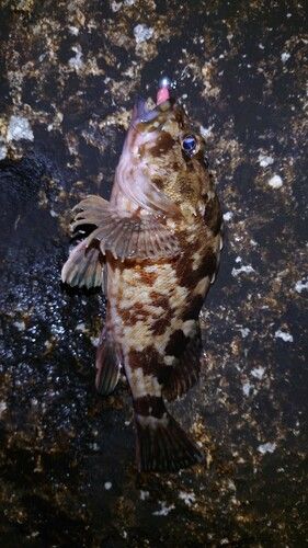 常滑りんくう釣り護岸