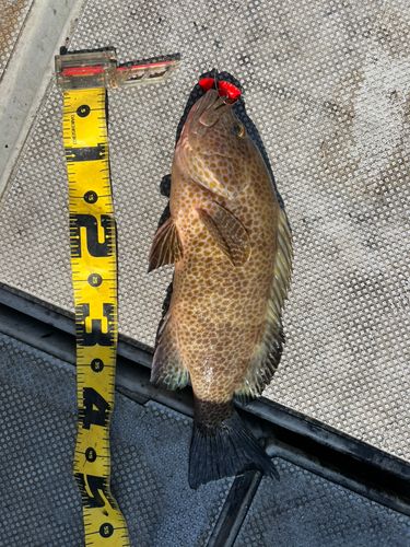 オオモンハタの釣果