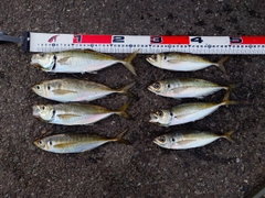 マアジの釣果