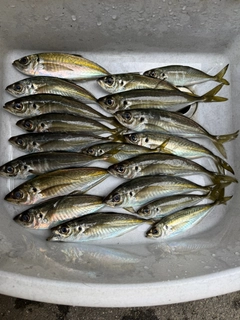 マアジの釣果