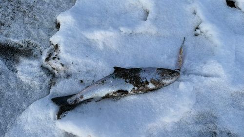 サクラマスの釣果