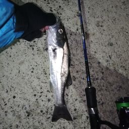 セイゴ（マルスズキ）