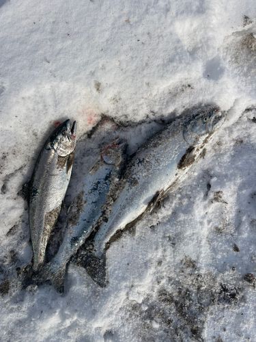 サクラマスの釣果