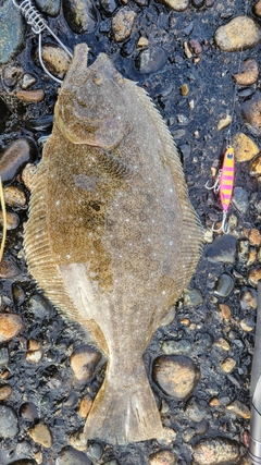 ヒラメの釣果