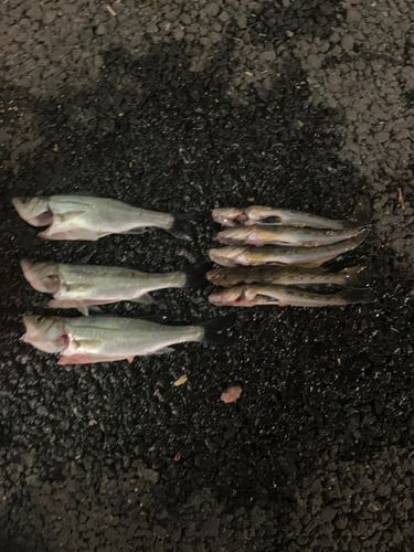 芝浦南ふ頭公園