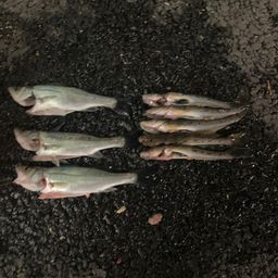 セイゴ（マルスズキ）