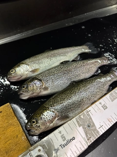 ニジマスの釣果