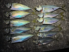 アジの釣果