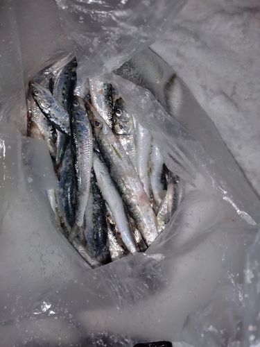 マイワシの釣果