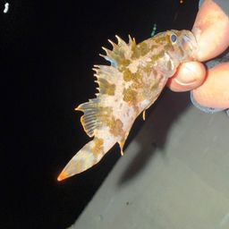 タケノコメバル