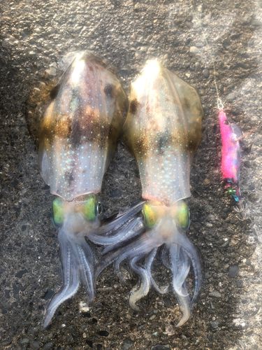 アオリイカの釣果