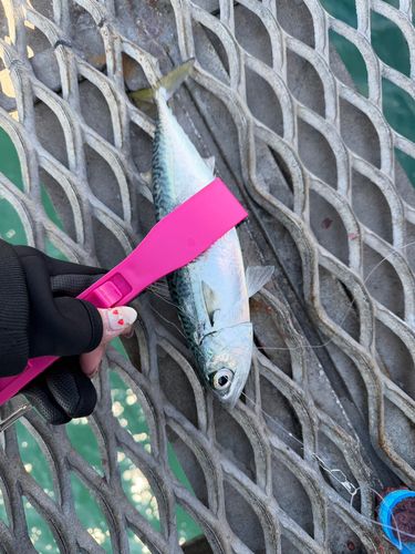 とっとパーク小島