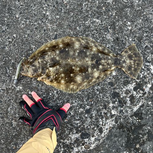 ヒラメの釣果