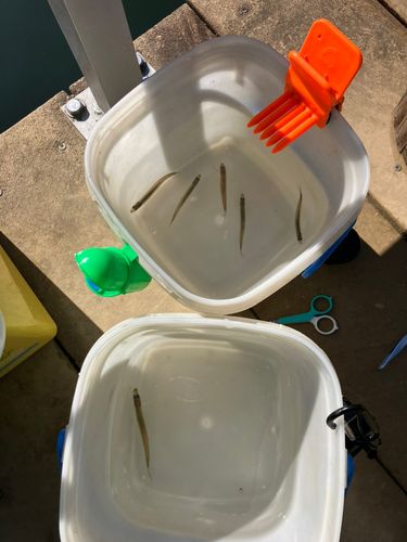 ワカサギの釣果