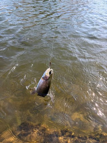 ニジマスの釣果