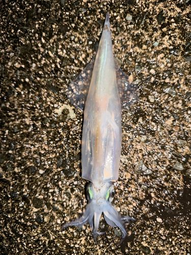 ヤリイカの釣果