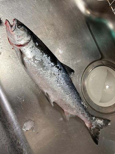 サクラマスの釣果