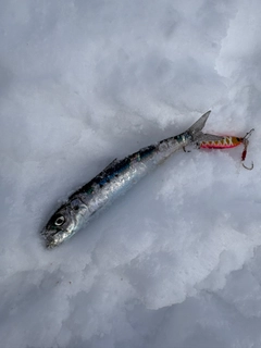 イワシの釣果