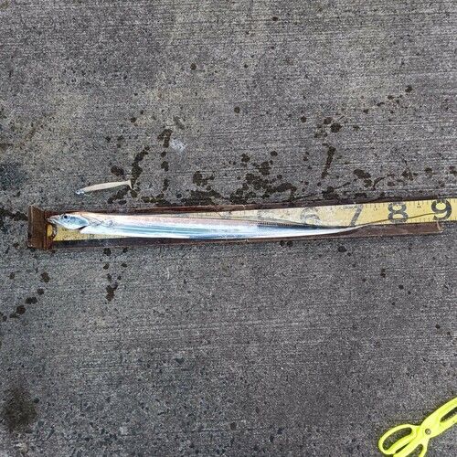 タチウオの釣果