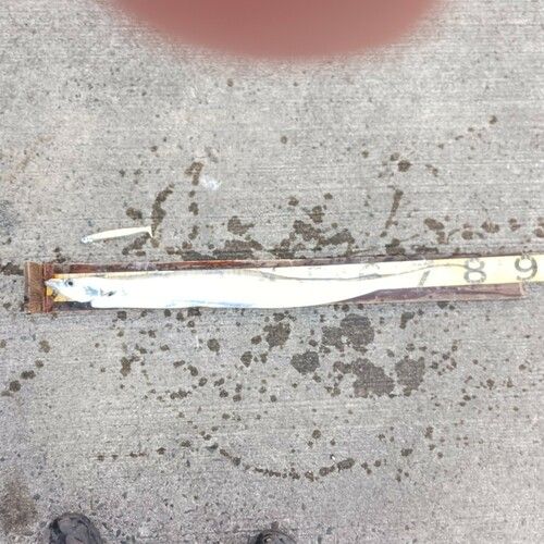 タチウオの釣果