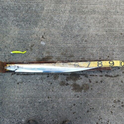 タチウオの釣果