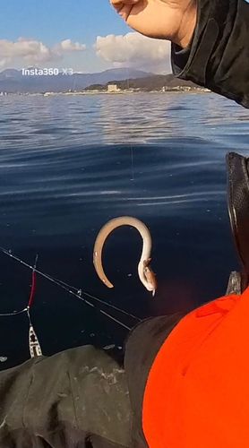 アナゴの釣果