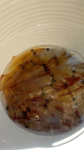 マルイカの釣果