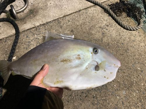 ウスバハギの釣果